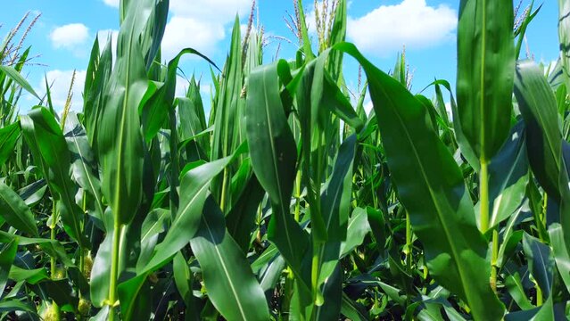 Corn Tops and Sky