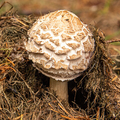 mushroom on the ground bursting through pine needles