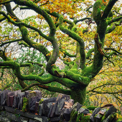 Gnarled tree covered in soft green moss