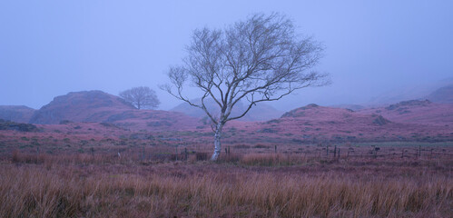 Lone silver birch tree in a meadow at dawn in the mist 