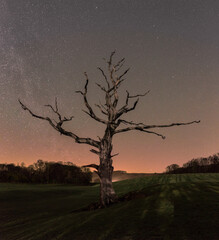 Lone dead tree in a field with a red Aurora Borealis sky 