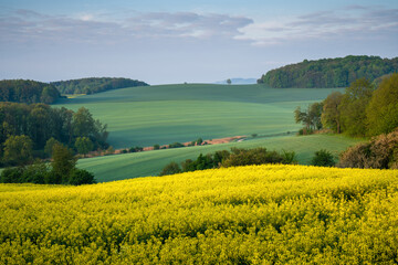 Fototapeta premium Beautiful Landscape of Yellow Rapeseed Flowers in Full Bloom with Rolling Hills and Green Forests in the Background