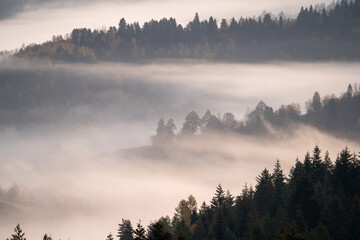 Misty Mountain Landscape with Pine Trees and Fog