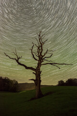 Lone dead tree in a field with star trials and the Aurora borealis 