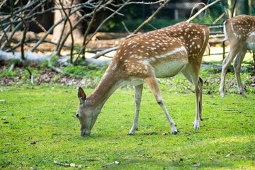 Naklejka na ściany i meble .Young deer and fawn grazing on lush green lawn in park