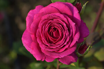 one Beautiful large pink and varietal rose