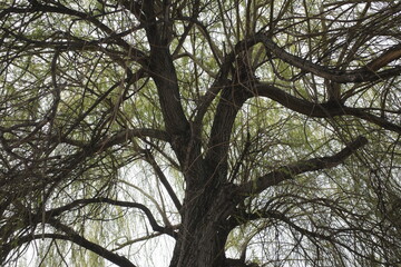 trees in the forest