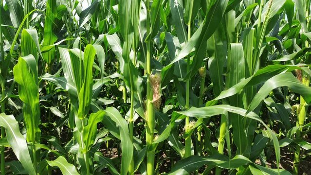 Hover at Ear of Corn