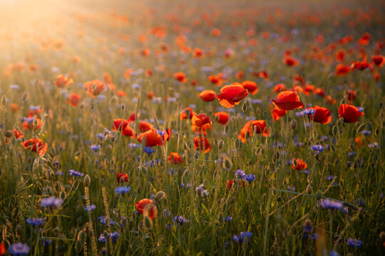 Czerwone kwiaty, maki na polanie, relaks i wypoczynek na łące © anettastar