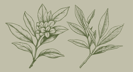 illustration of 2 laurel plants