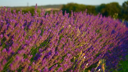 Lavendel