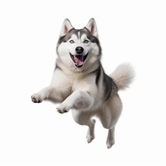 Jumping Siberian Husky Dog. Isolated on Caucasian, White Background. Generative AI.