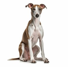 Sitting Greyhound Dog. Isolated on Caucasian, White Background. Generative AI.