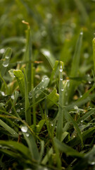 drops of dew on the grass