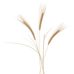 Ears Of Wheat Cut Out. Realistic 3D Render.