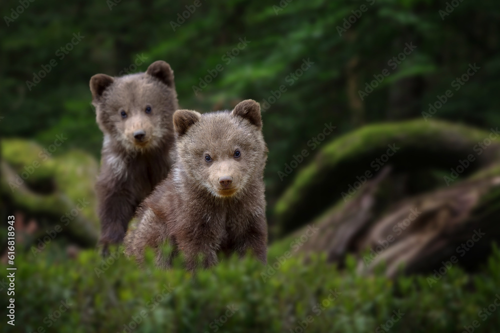 Poster two young brown bear cub in the forest. portrait of brown bear, animal in the nature habitat