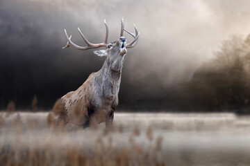 Red deer roaring in autumn lake. Animal in nature habitat. Big mammal. Wildlife scene