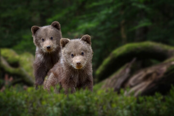 Two young brown bear cub in the forest. Portrait of brown bear, animal in the nature habitat - 616818943