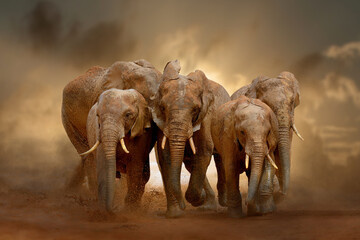 Amazing African elephants with dust and sand on evening sky background. A large animal runs towards...