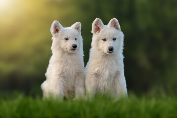 Puppy cute White Swiss Shepherd dog portrait on meadow