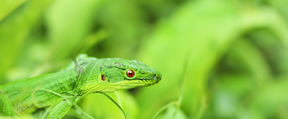 green dragon lizard on natural background created with generative ai technology