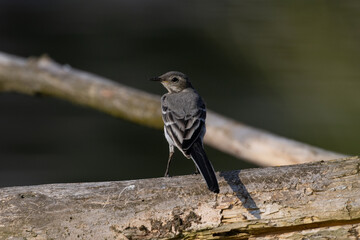 Gray wagtail on a branch, Poland