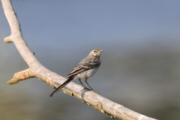 Gray wagtail on a branch, Poland