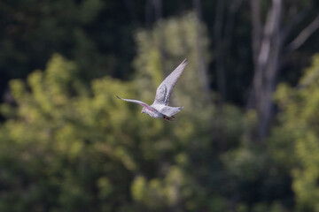 seagull in flight