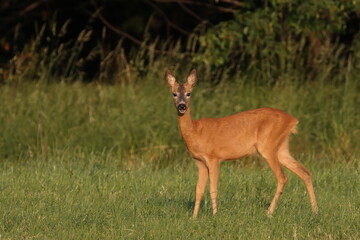 Roe deer in the field, Poland