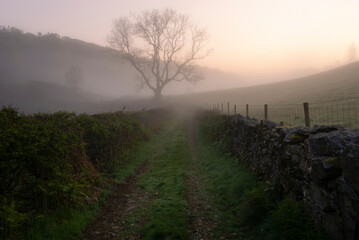 Farm track leading to a tree in the mist at dawn.