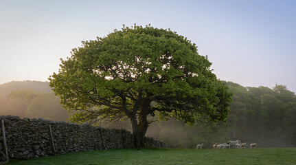 Sheep sheltering under a tree at dawn