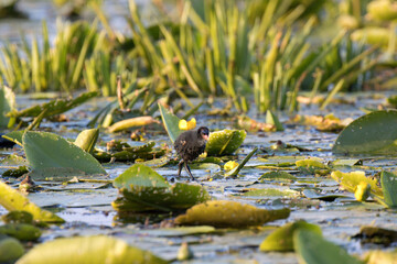 Coot chick in the water with yellow flowers in the background. Poland