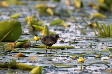Coot chick in the water with yellow flowers in the background. Poland