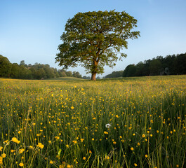 Lone tree in a field of buttercups at sunrise