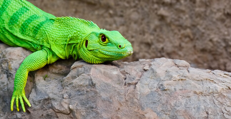 Fototapeta premium green dragon lizard on natural background created with generative ai technology