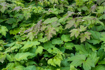 Fototapeta na wymiar Rodgersia is a genus of flowering plants in the Saxifragaceae family.