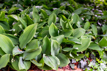 Lily of the valley, sometimes written lily-of-the-valley