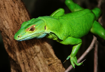Fototapeta premium green dragon lizard on natural background created with generative ai technology