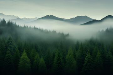 fog in the mountains