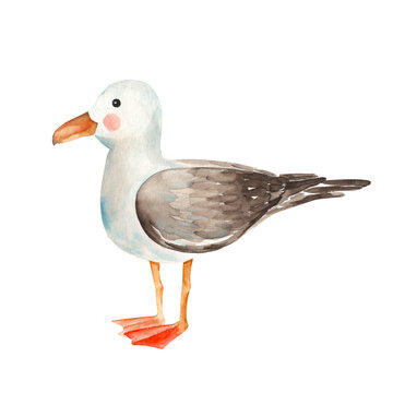 Cute watercolor seagull isolated on white background. Hand drawn illustration.