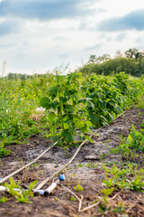 Fototapeta na wymiar row of growing raspberries with drip irrigation. Growing berries and fruits on the farm