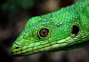 green dragon lizard on natural background created with generative ai technology