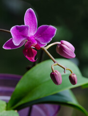 Small Phalaenopsis orchid flower in a purple pot.