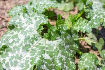 A zucchini plant with a large green leaf with silvery veins. Growing vegetables in the garden