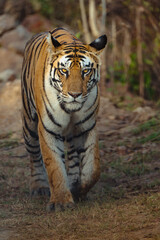 bengal tiger head shot in the wild