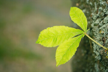 Fototapeta na wymiar Maple leaf close up. A green leaf on a tree. Leafy tree