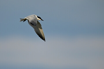 Fototapeta na wymiar Gull-billed tern // Lachseeschwalbe (Gelochelidon nilotica) - Axios Delta, Greece
