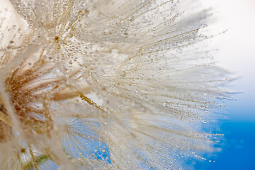 flower fluff, dandelion seed with dew dop - beautiful macro photography with abstract bokeh background