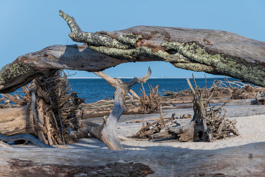 Large driftwood on secluded Florida beach