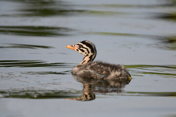 Cute funny looking baby Red-necked Grebe baby duck swimming alone on lake 